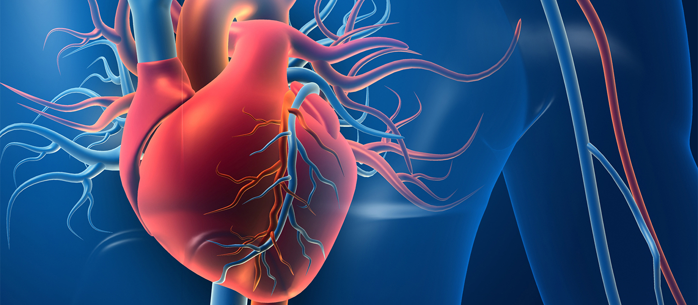 Human heart