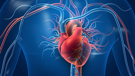 Human heart